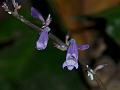 Many-Flowered Gymnostachyum